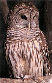 Barred Owl