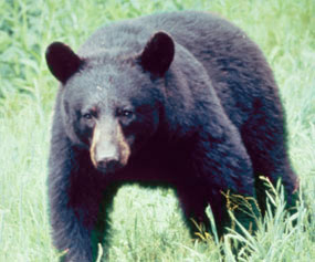 Bear at Great Smoky Bear at Great Smoky