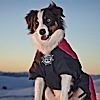 D-Fa Puff-Doggy