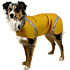 photo of a dog gear