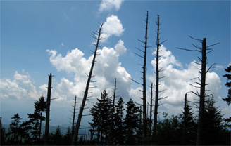 Dead Fraser Firs, Great Smoky Mountains National Park