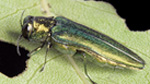 Emerald Ash Borer