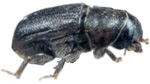 Mountain Pine Beetle