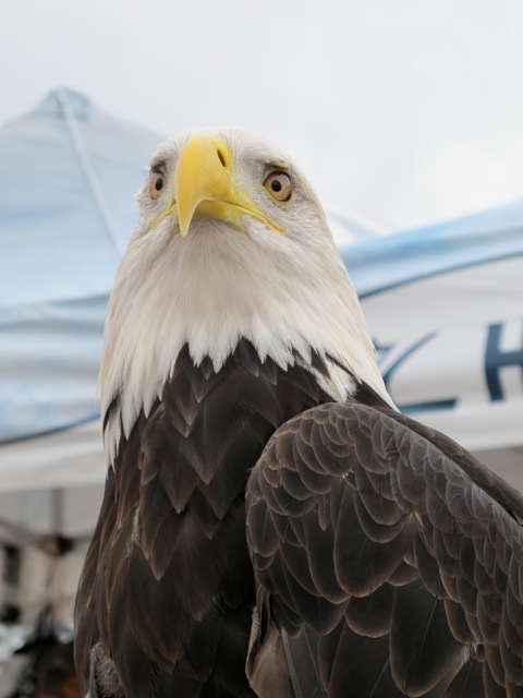 Bald eagle