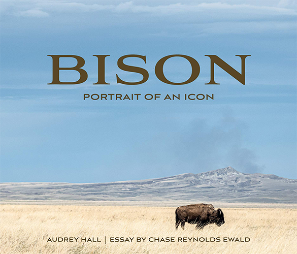 bison500.jpg
