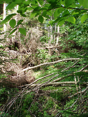 Blowdown blocks the now-abandoned original route of the Appalachian Trail