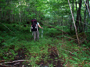 following a muddy old tote road