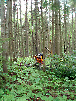 bushwhacking up Wyman Mountain