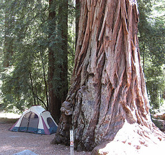 Big Basin campground